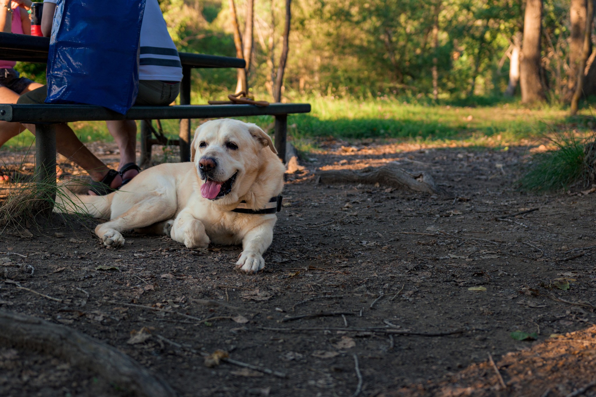 dog lying by picnic table